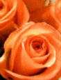 image33.gif