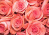 image67.gif